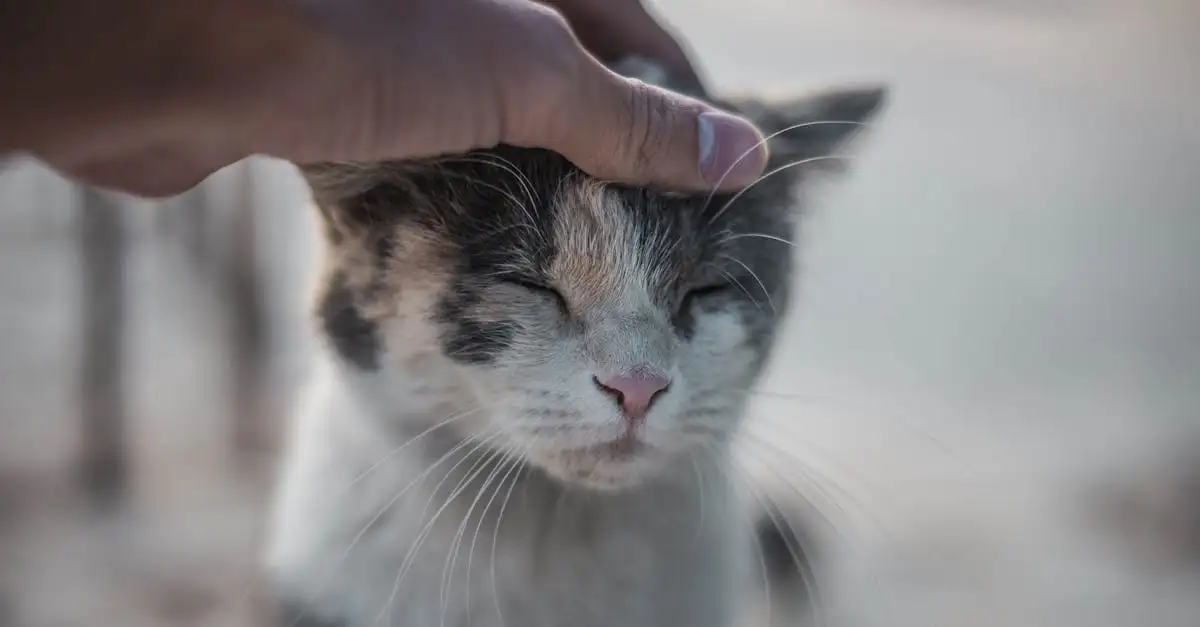 Gatti: come favoriscono il relax e la mindfulness?