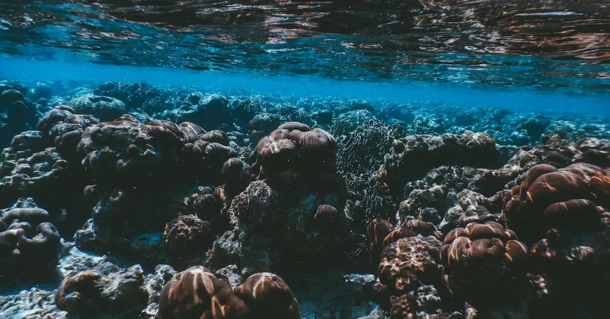 Perché fare snorkeling al Ningaloo Reef è un'esperienza unica?