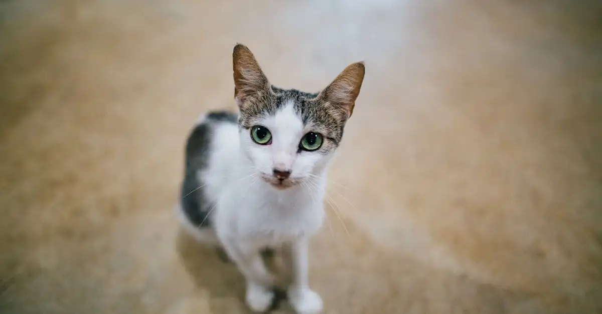 Perché i gatti amano i luoghi alti? Scoprilo ora!