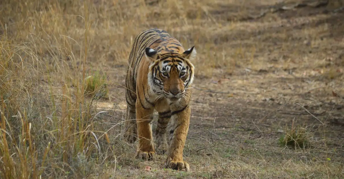 Perché il Parco Nazionale di Ranthambore è speciale per le tigri?