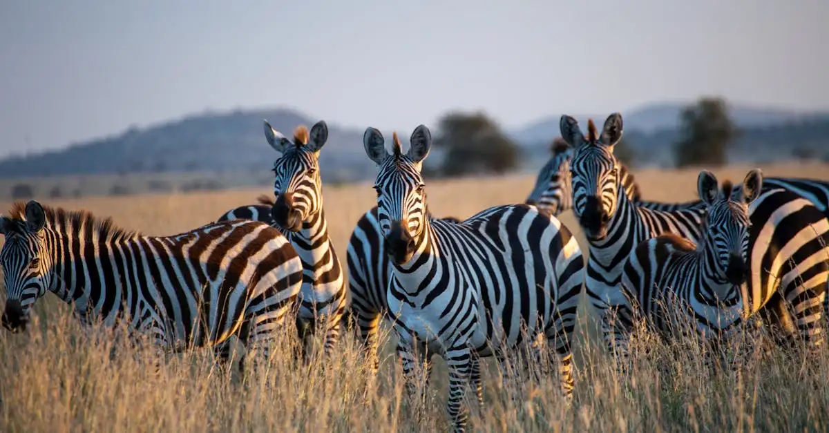 Perché le zebre hanno le strisce? Scopri il motivo!