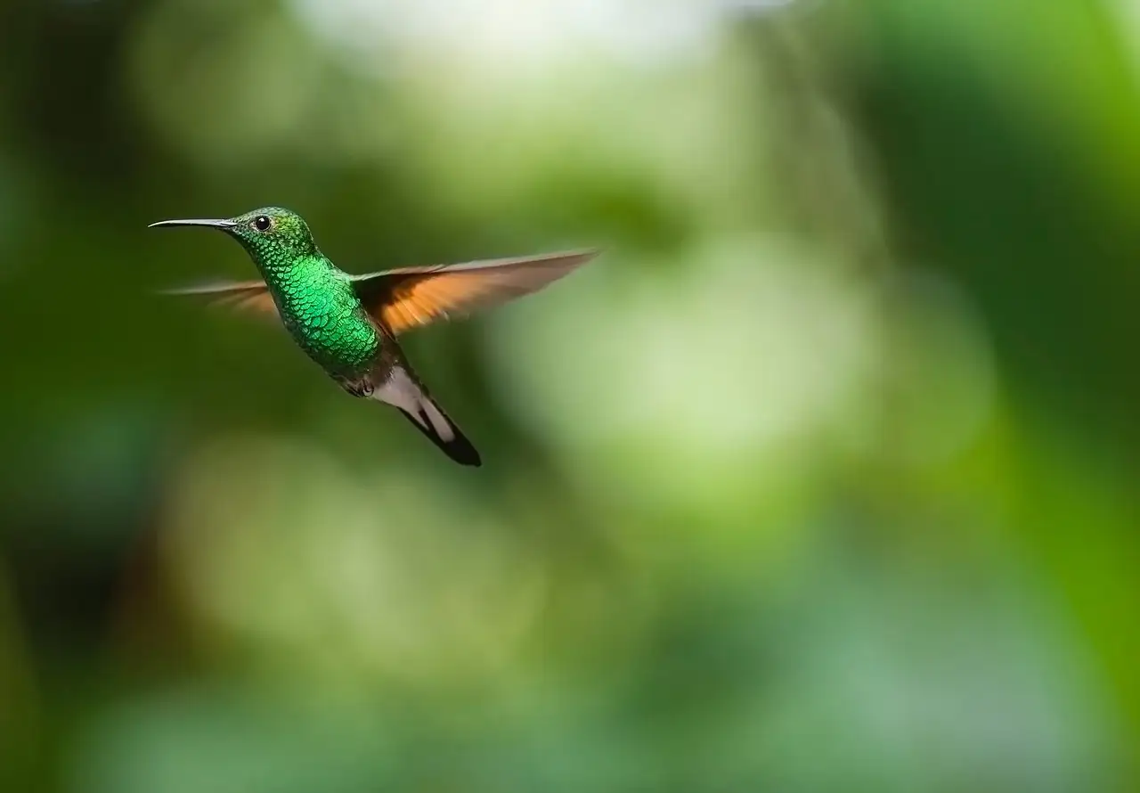 Perché lo stile di volo del colibrì è così unico?
