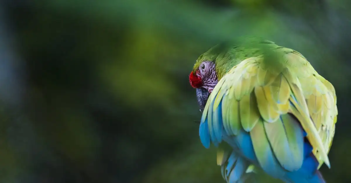 Perché Puerto Maldonado è considerata la porta dell'Amazzonia?