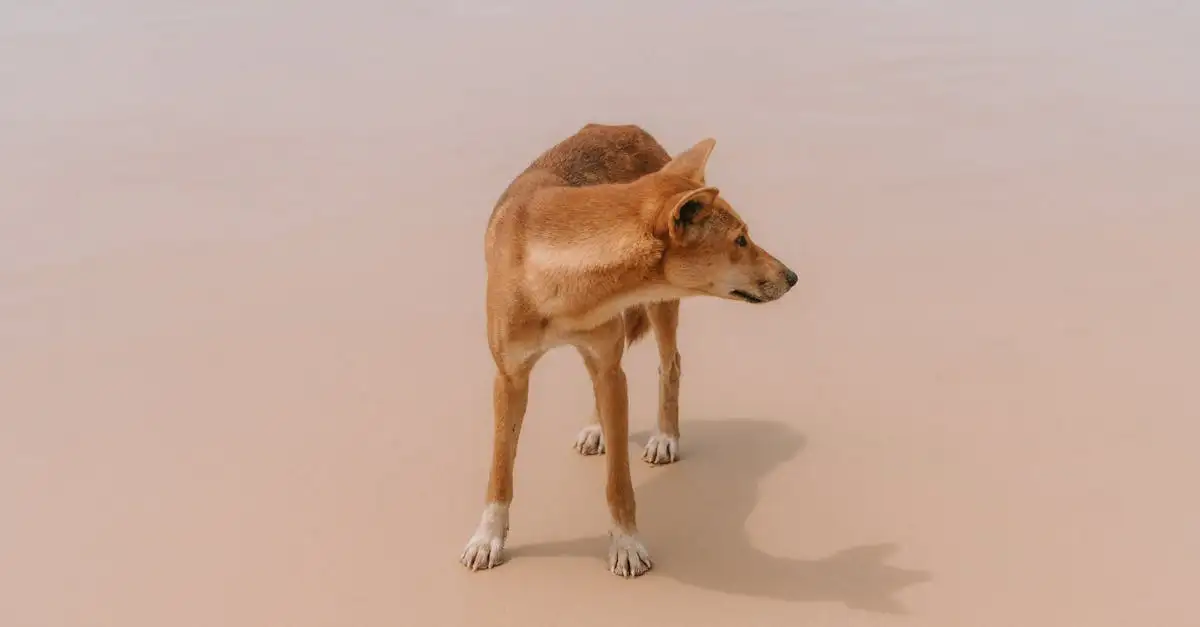 Qual è il ruolo dei cani nelle tradizioni indigene americane?