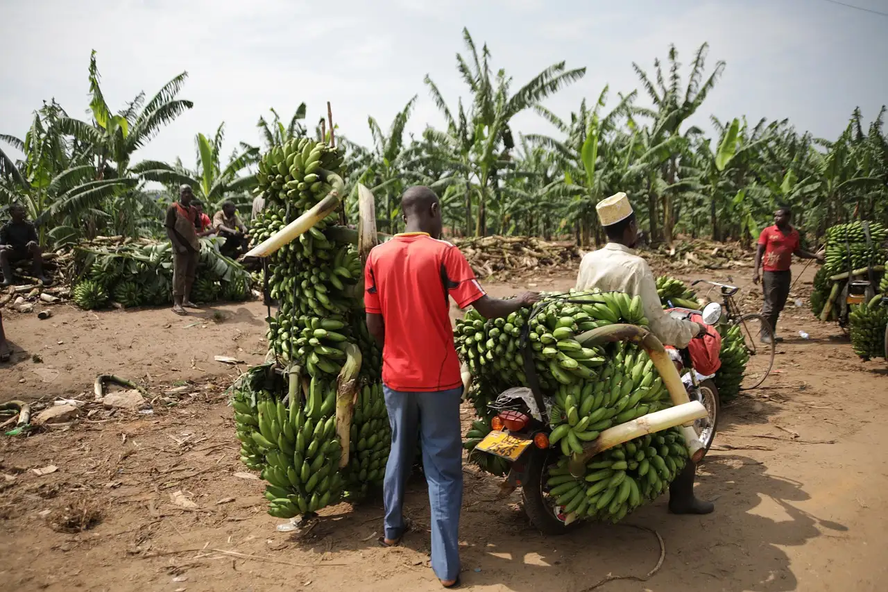 Qual è la storia sintetica dell'Uganda? Scoprila qui!
