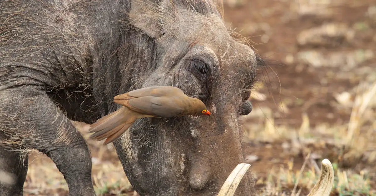 Qual è l'impatto dei grandi predatori sugli erbivori?