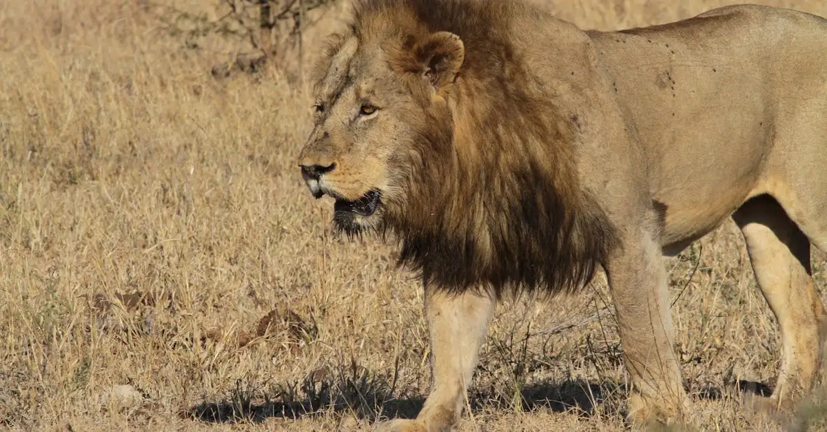 Qual è l'impatto dei grandi predatori sugli erbivori?