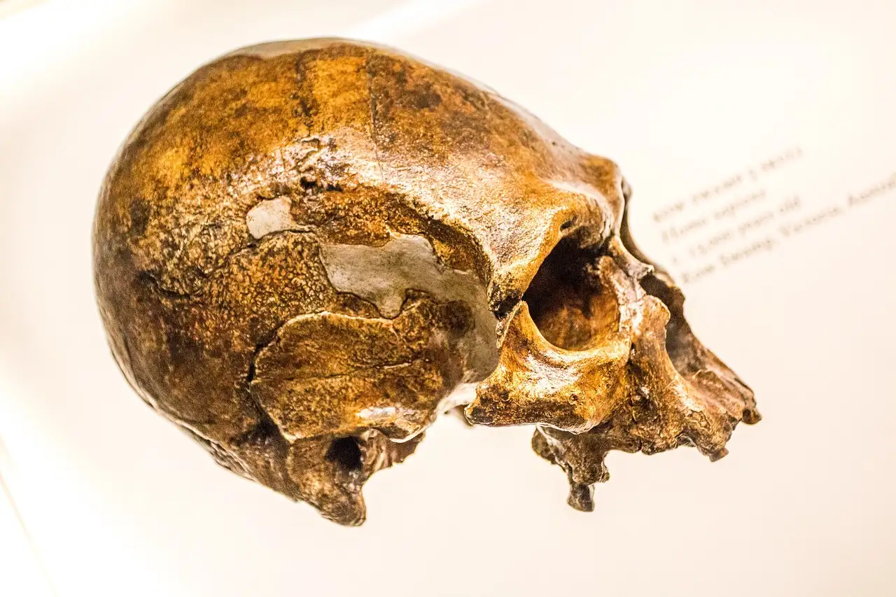 Quali prove forniscono gli studi genetici sull'incrocio Neanderthal?