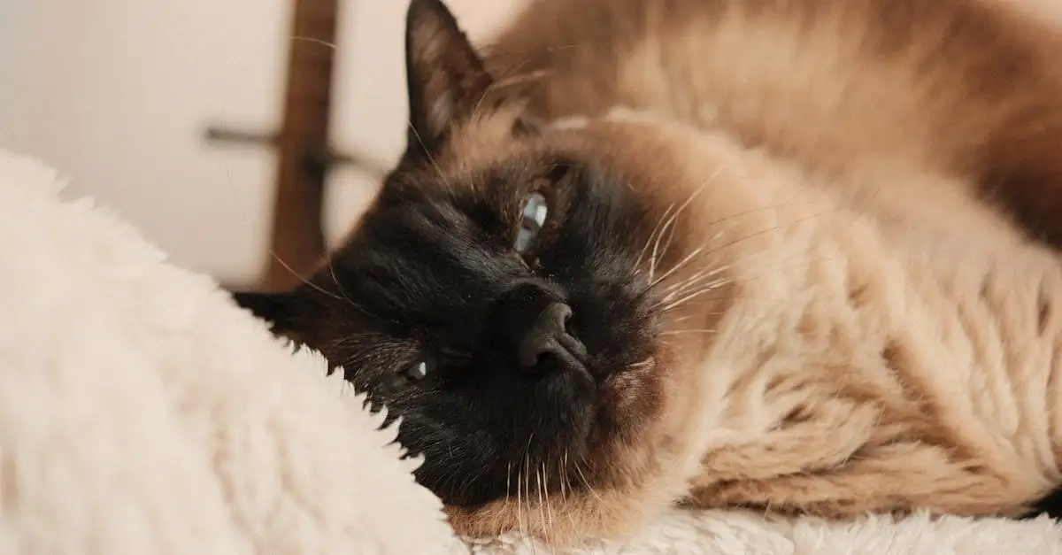 Quali sono i vantaggi della sterilizzazione dei gatti?