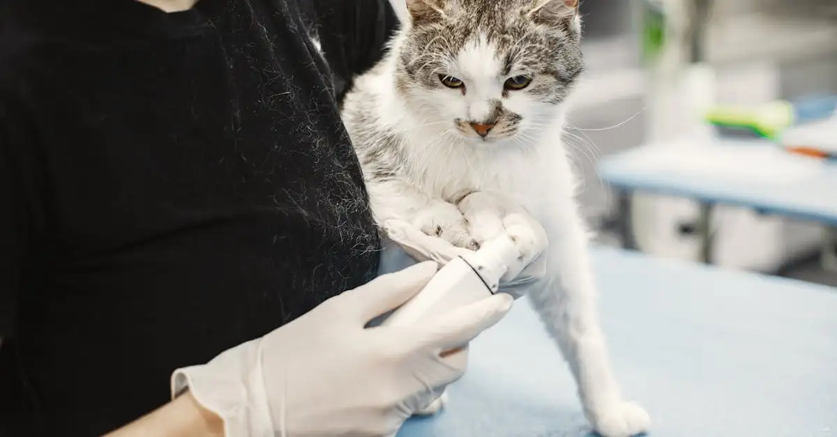 Quanto è importante il controllo veterinario per il tuo gatto?