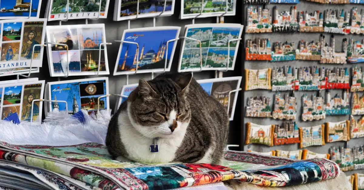 Come affrontano i gatti viaggi e traslochi?