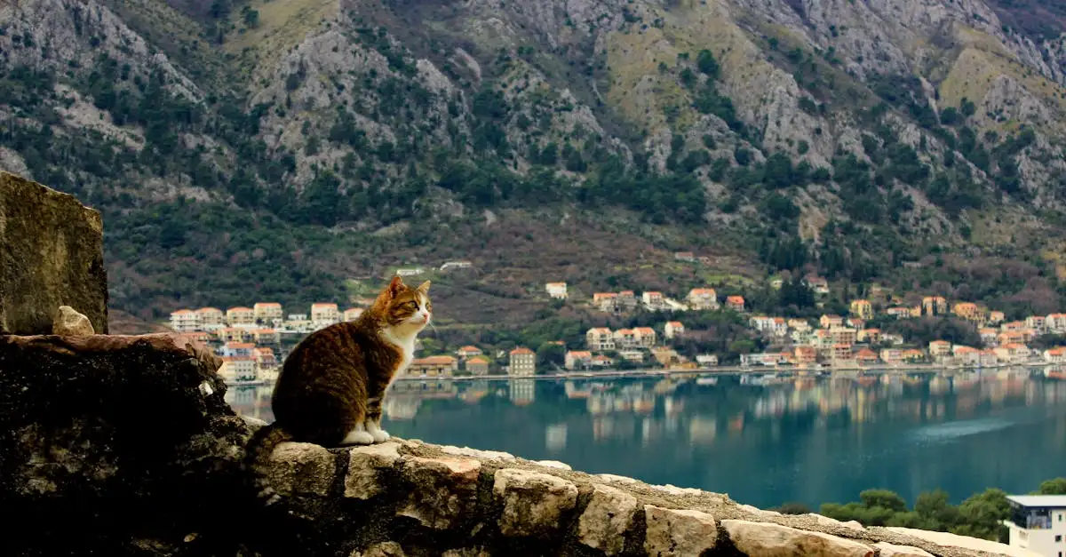 Come affrontano i gatti viaggi e traslochi?