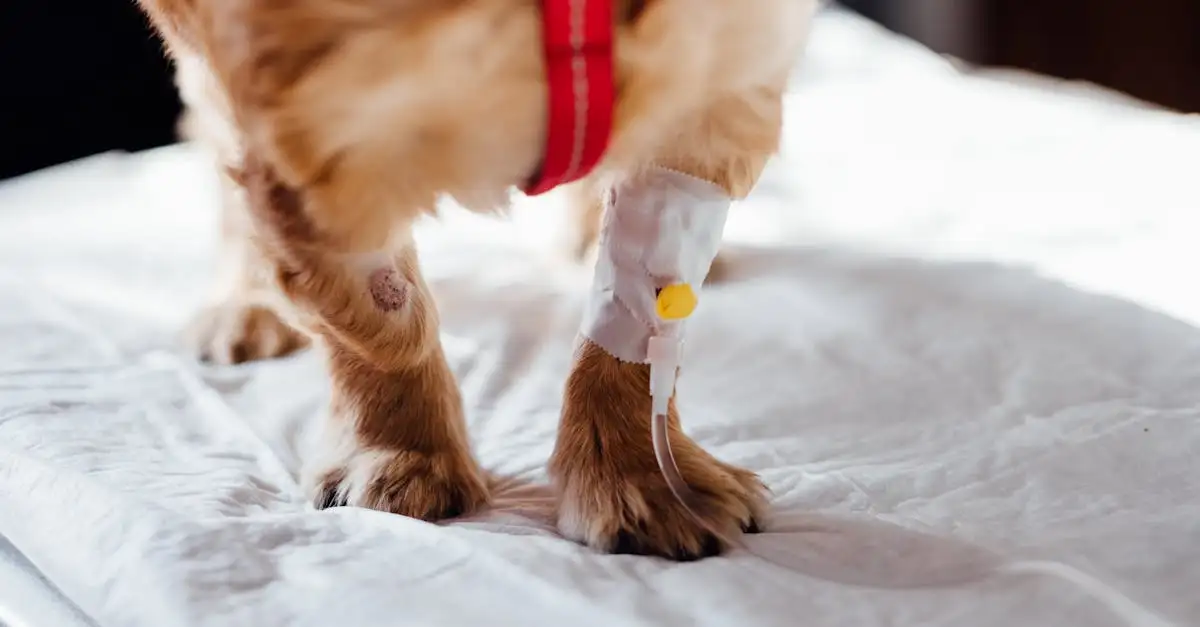 Come i cani aiutano a rilevare malattie come il cancro?