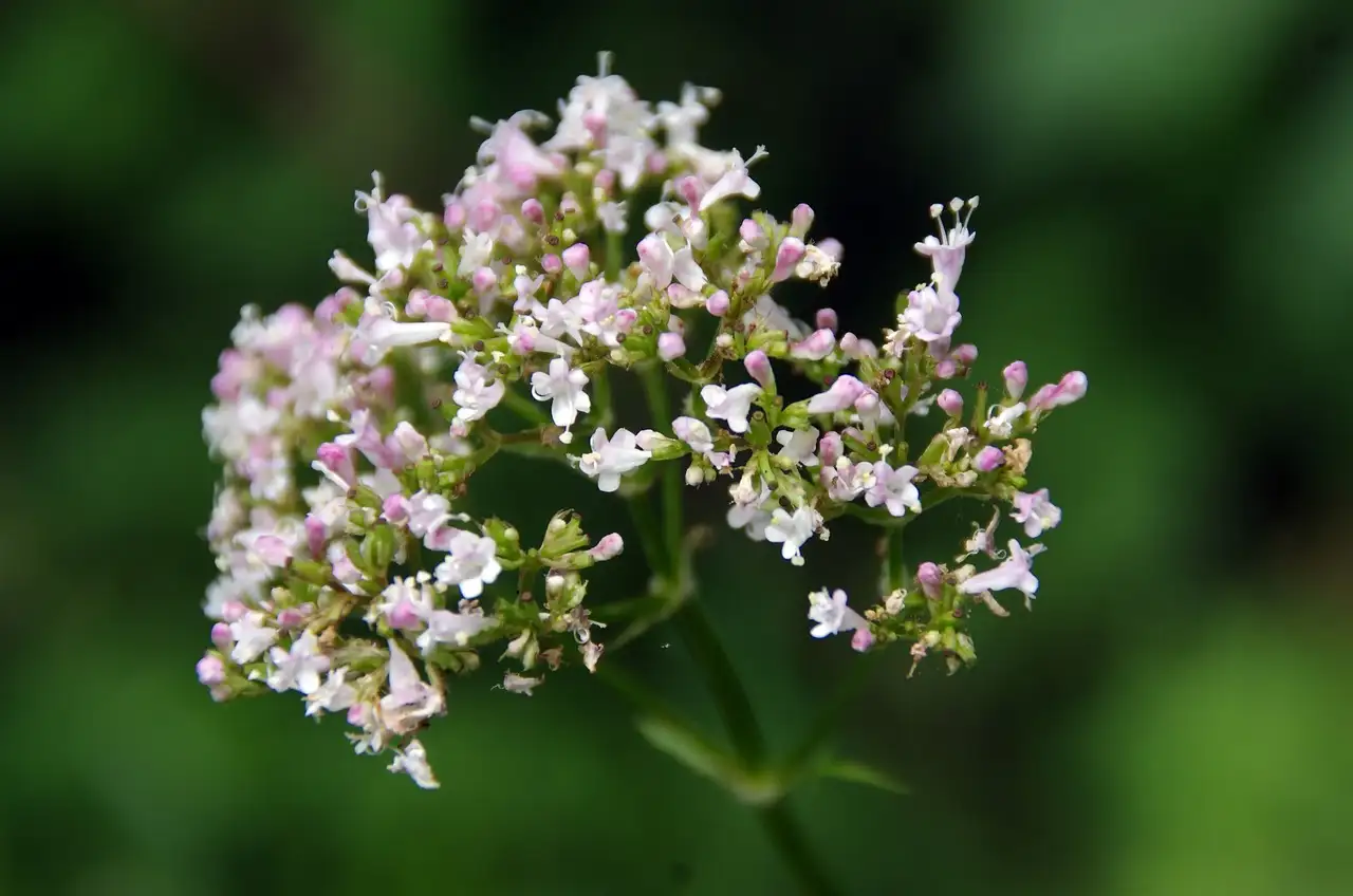 Come può la valeriana rilassare il tuo corpo?