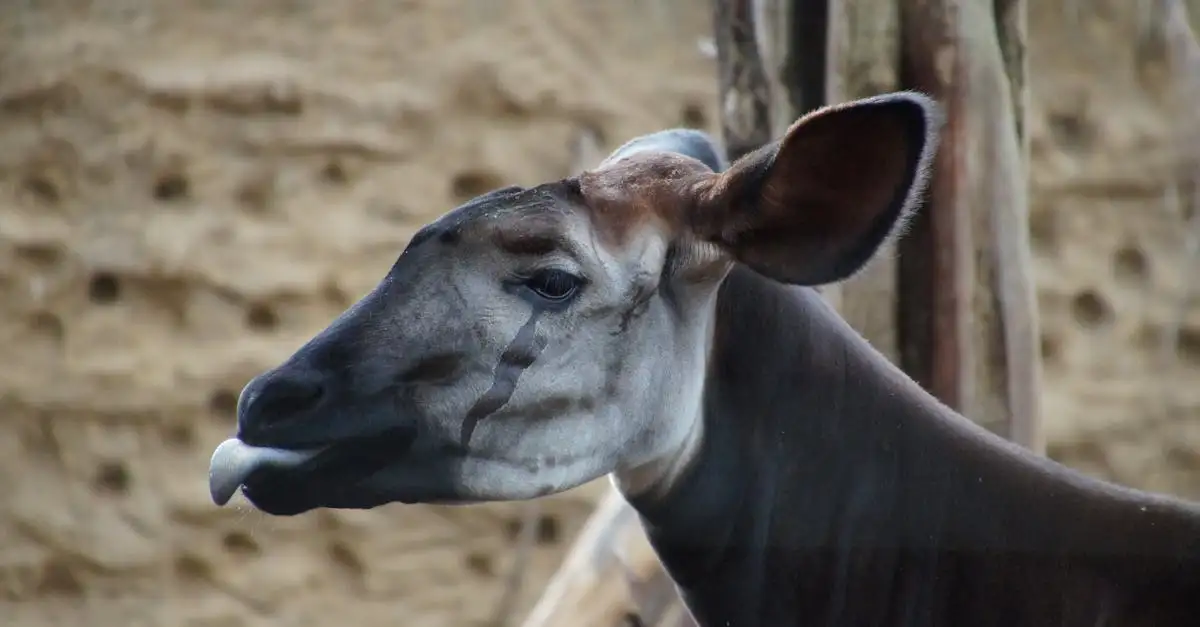 Come si coordinano lingua e mascella nell'okapi?