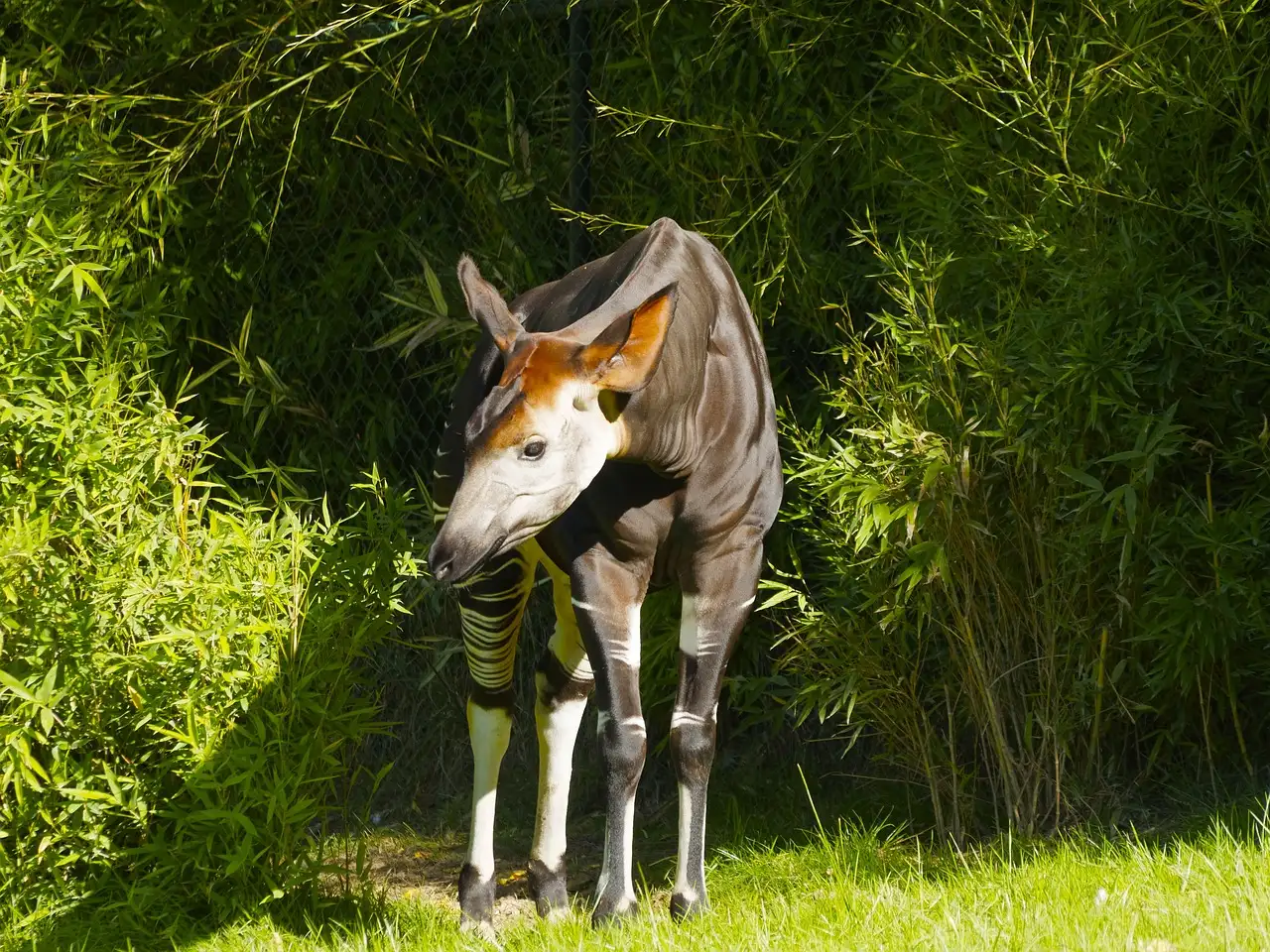 Come si coordinano lingua e mascella nell'okapi?
