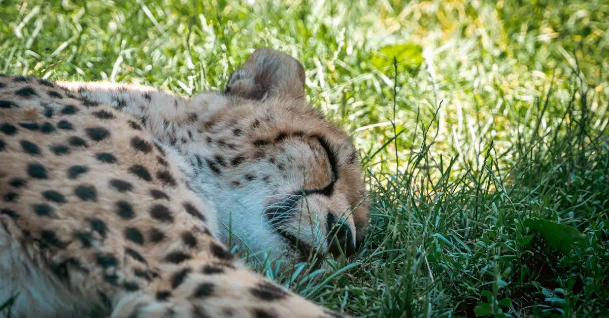 Cosa rende il ghepardo il felino più unico al mondo?