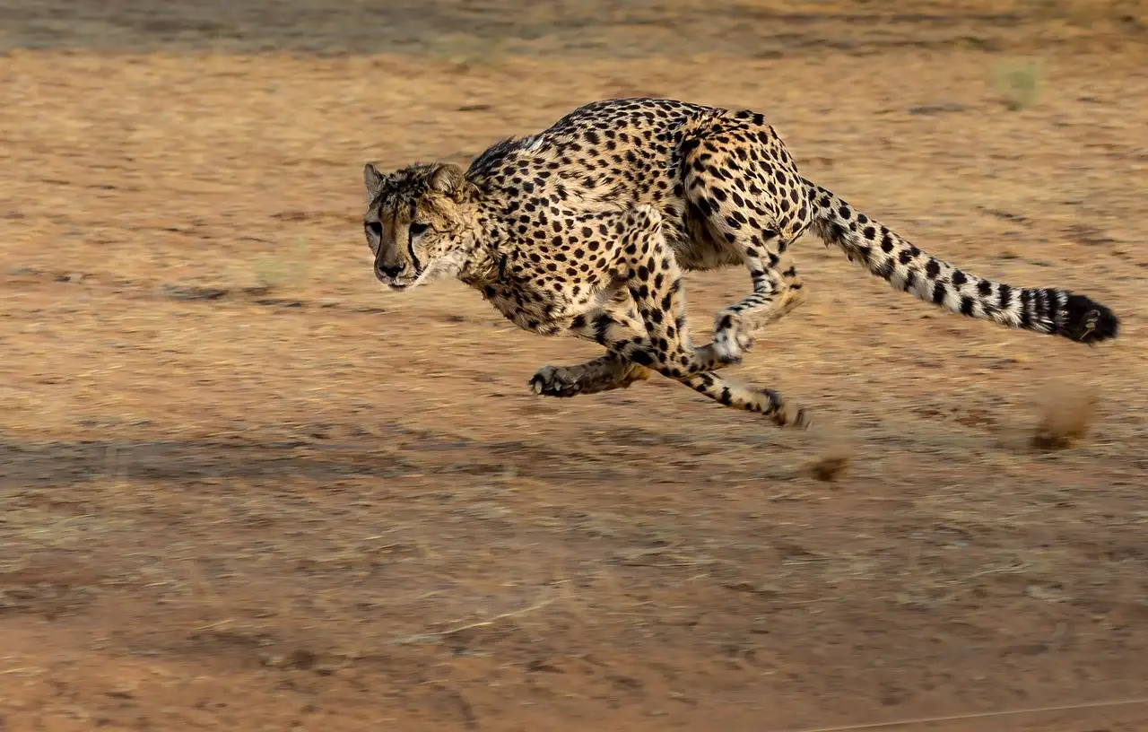 Cosa rende il ghepardo il felino più unico al mondo?