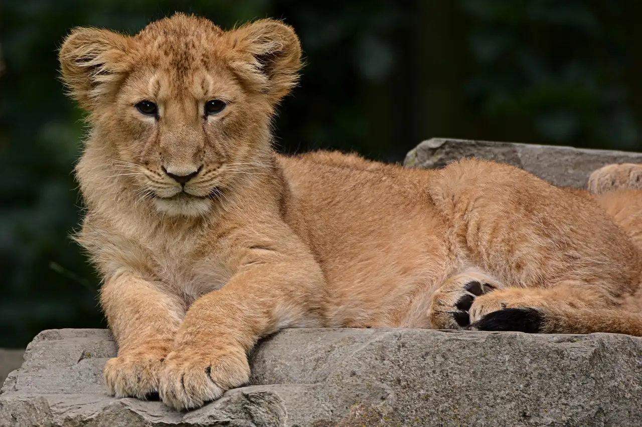Dove vedere i Big Five nel Parco Nazionale di Chobe?