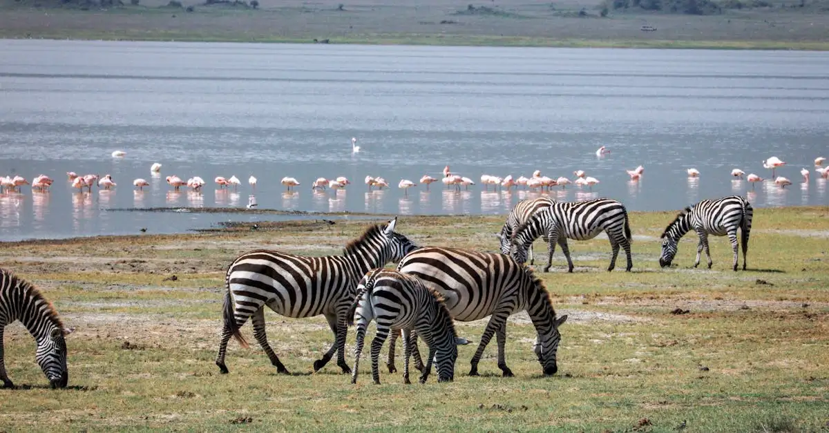 Dove vedere i fenicotteri al Lago Bogoria in Kenya?