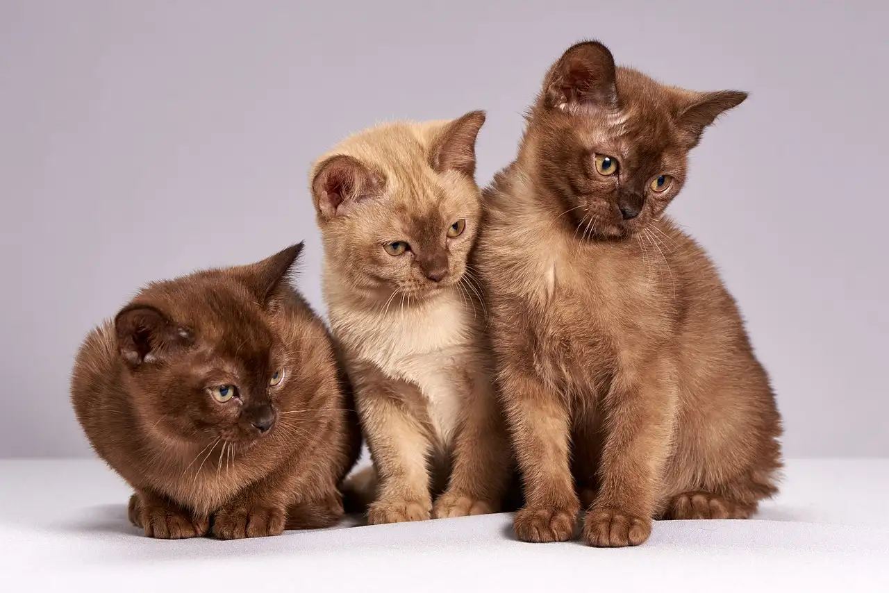 Gatti e biodiversità: quale impatto sugli ecosistemi?