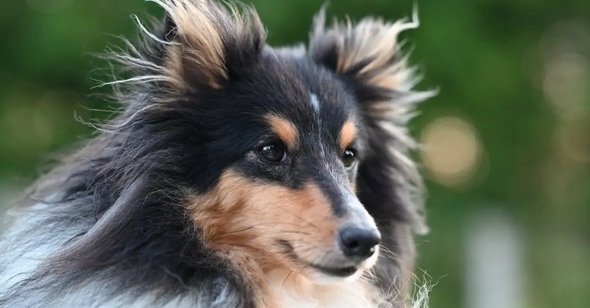 Perché i cani sono così leali ai loro padroni? Scoprilo!