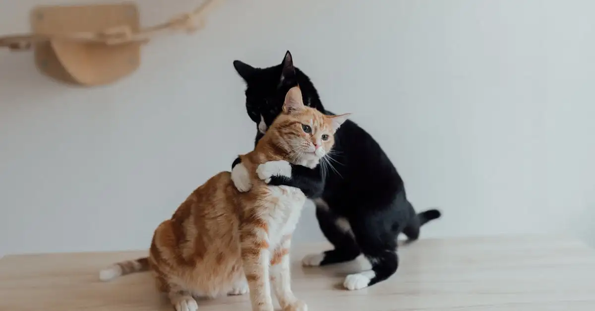 Perché i gatti sono i migliori animali da compagnia?