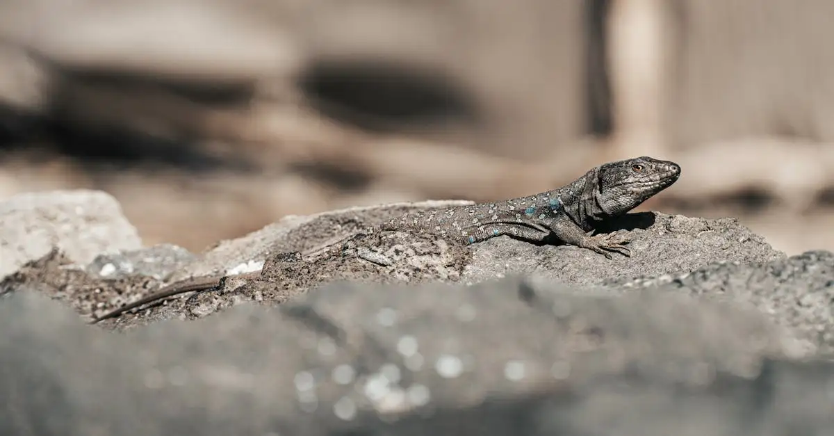 Perché il camuffamento è vitale per la sopravvivenza degli animali?
