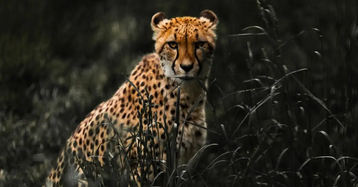 Perché il camuffamento è vitale per la sopravvivenza degli animali?