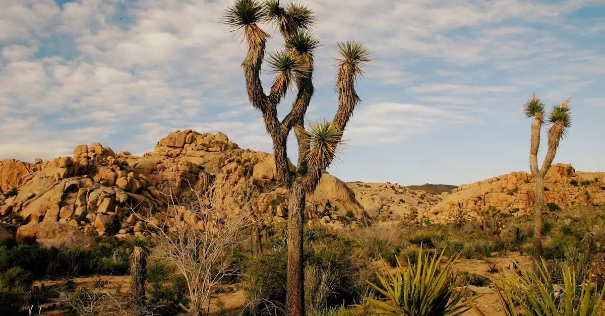 Qual è il deserto in California con gli alberi di Joshua?