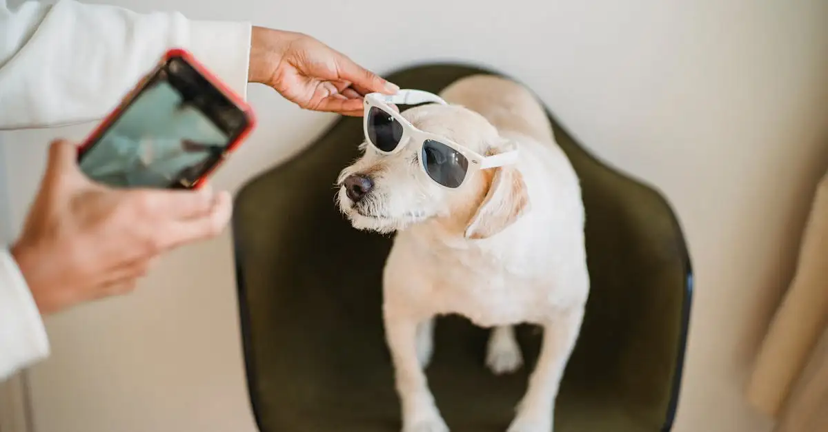 Qual è il ruolo dei cani nell'intrattenimento oggi?