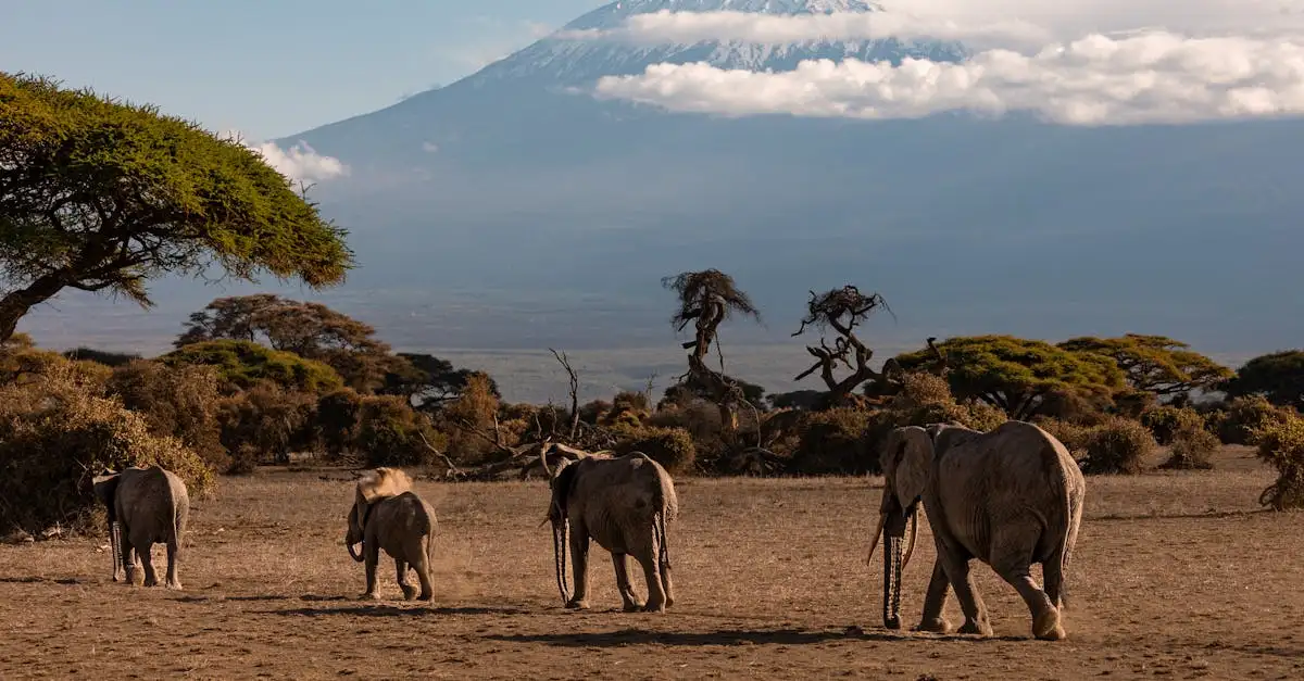 Qual è la montagna più alta d'Africa, il Kilimanjaro?