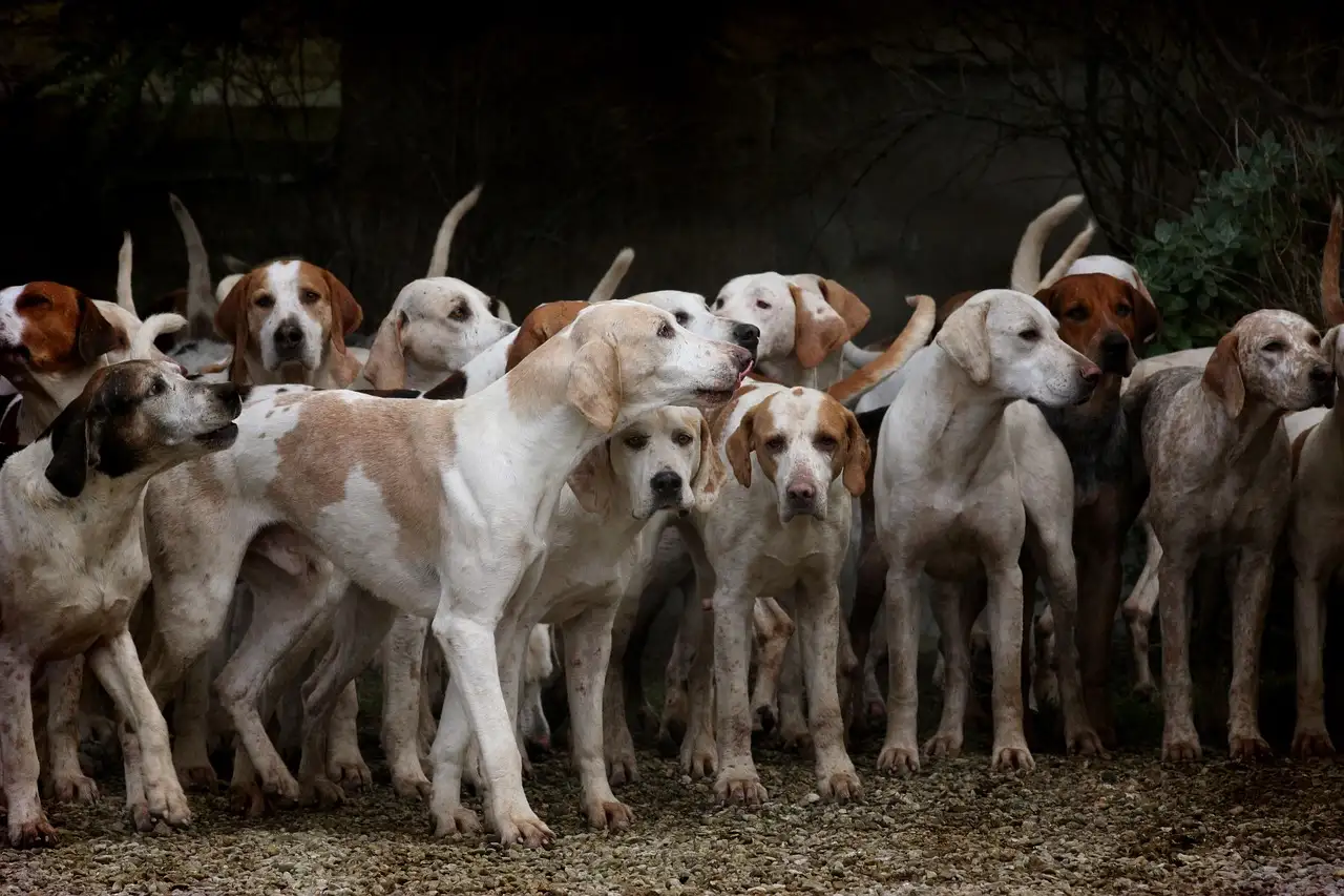 Quale ruolo avevano i cani nelle credenze spirituali antiche?