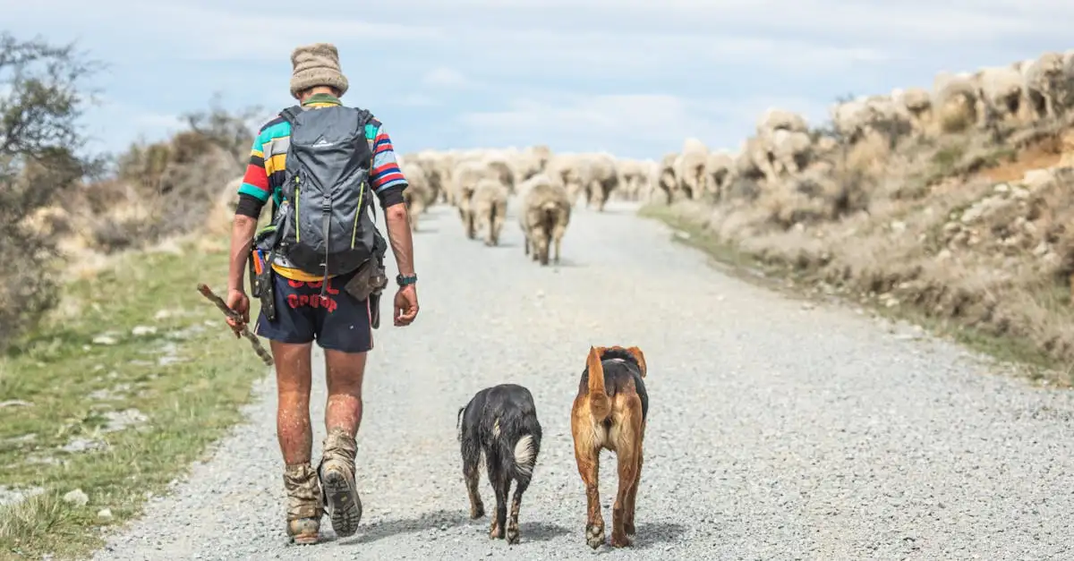 Quali razze di cani sono ideali per il lavoro di pastore?