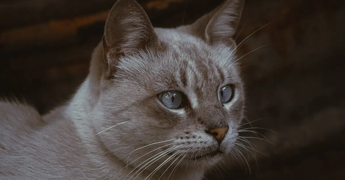 Quali sono le esigenze nutrizionali per gatti sani?