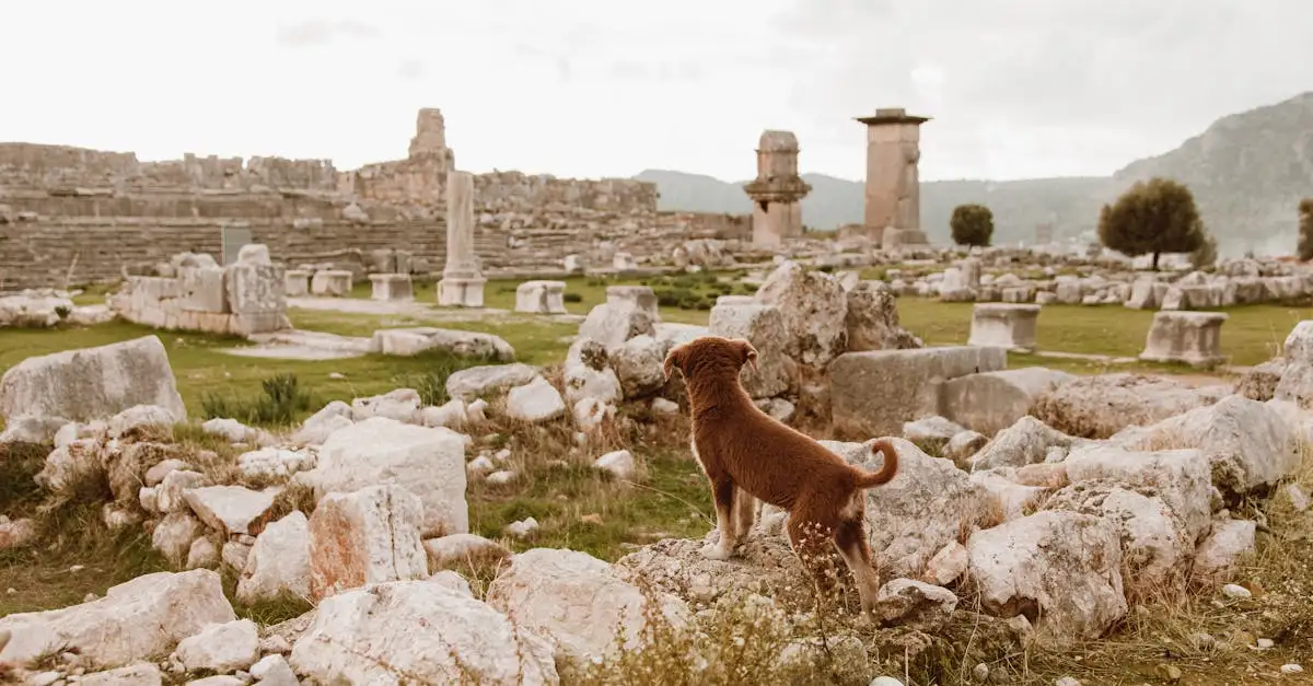Quando sono stati addomesticati i cani come animali?