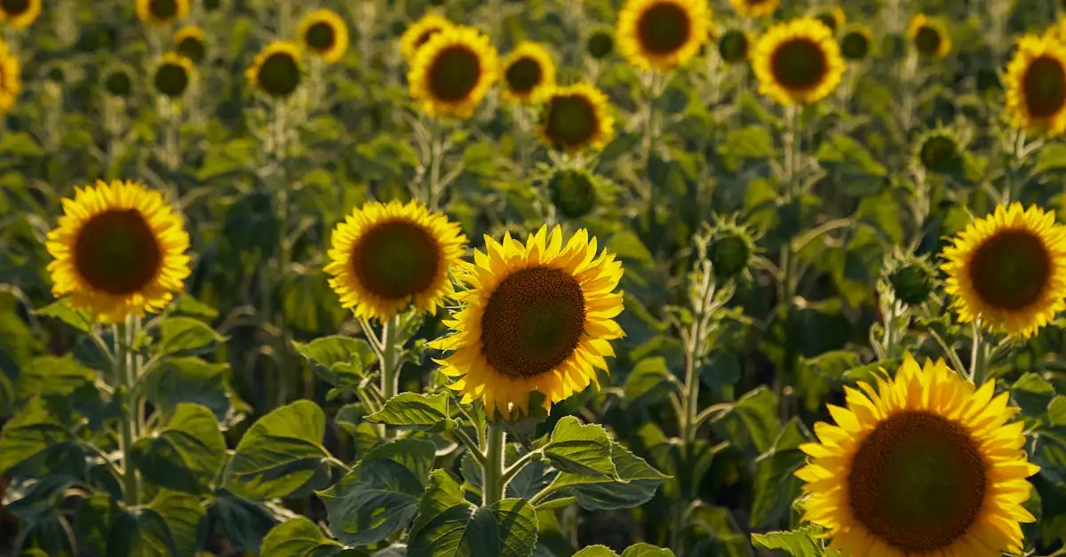 Chi sono le stelle dei Girasoli e perché sono famose?