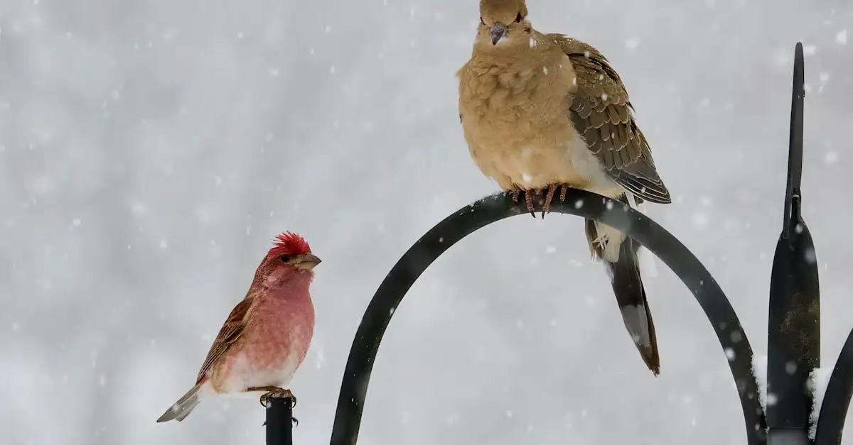 Come aiuta il piumaggio gli uccelli a volare e isolarsi?