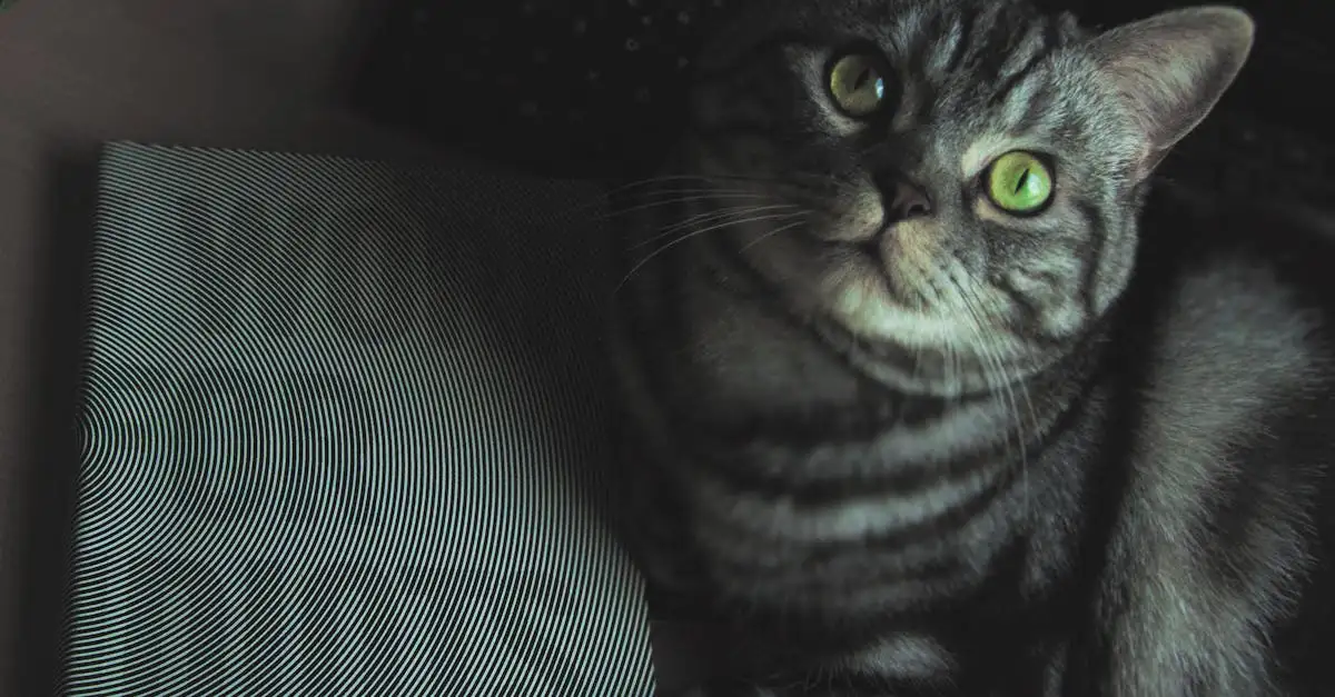 Come apprendono i gatti attraverso il gioco?