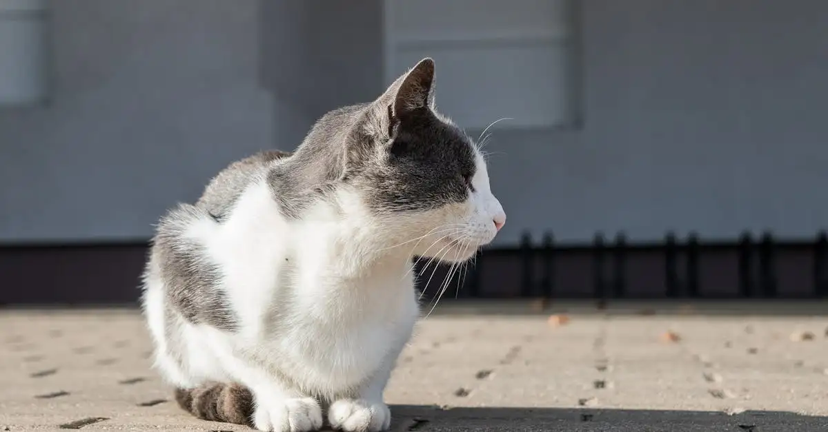 Come difendono i gatti il cibo dai roditori?