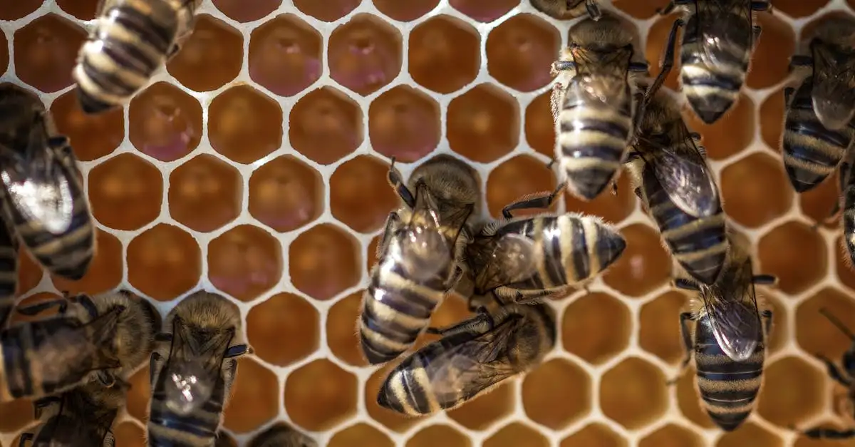 Come fanno le api a trovare il loro nido in un alveare?