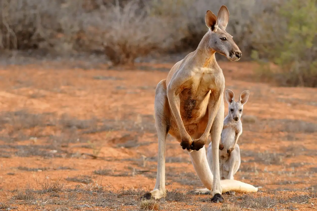 Come i canguri proteggono i loro piccoli in natura?