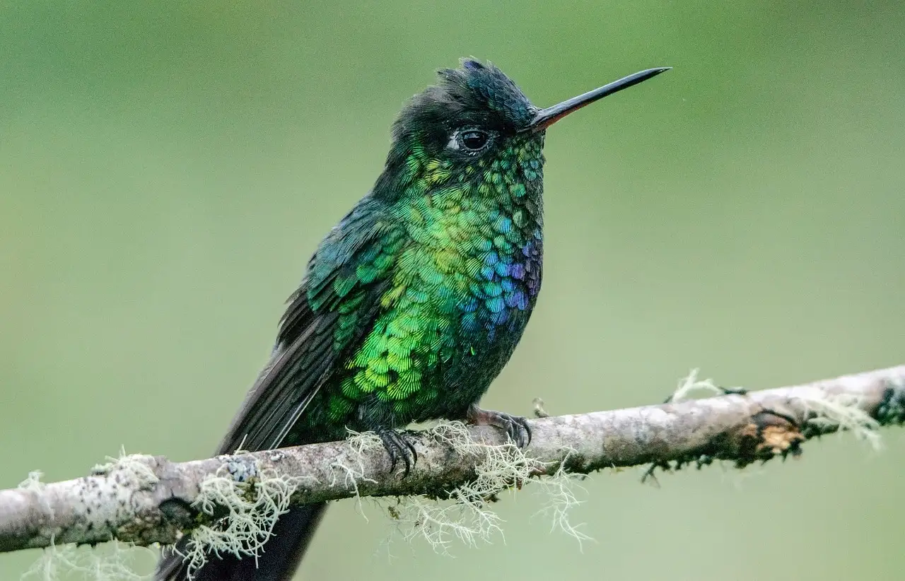 Cosa rappresentano i colibrì nella mitologia centro-sudamericana?