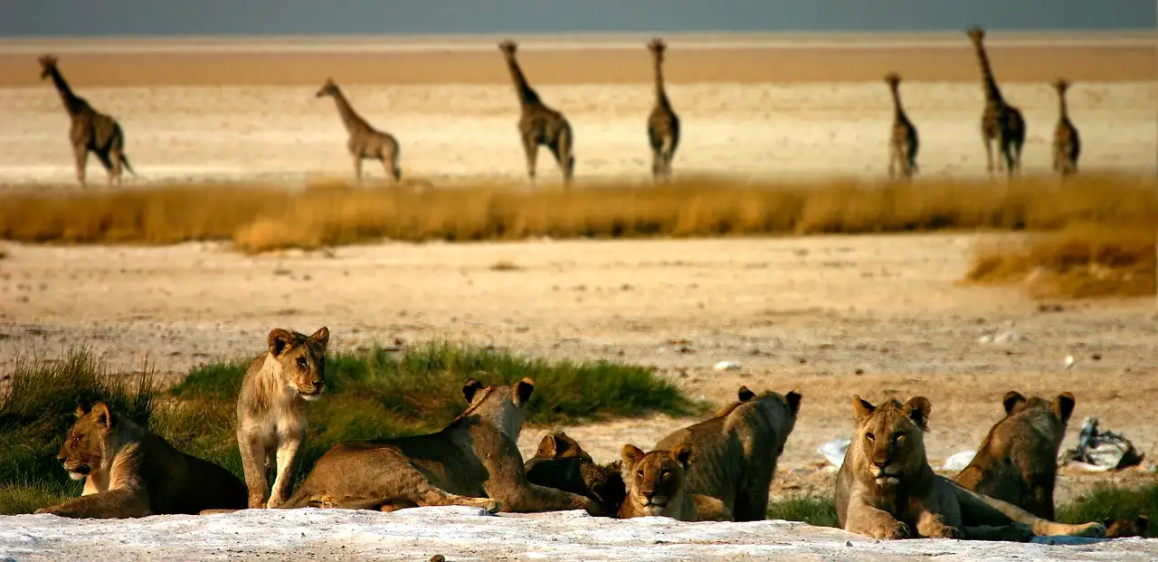 Dove avvistare animali selvatici in Etosha, Namibia?