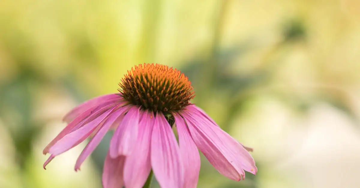 Echinacea: come accelera il recupero dall'influenza?
