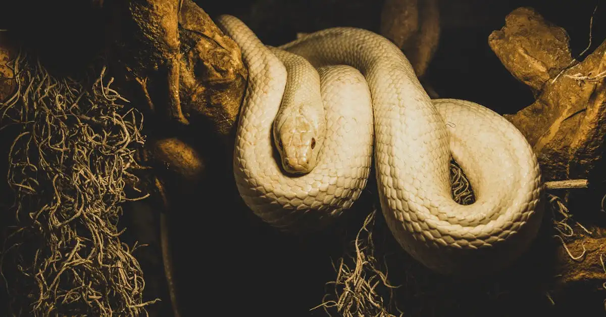 Perché alcuni serpenti vivono mesi senza cibo?