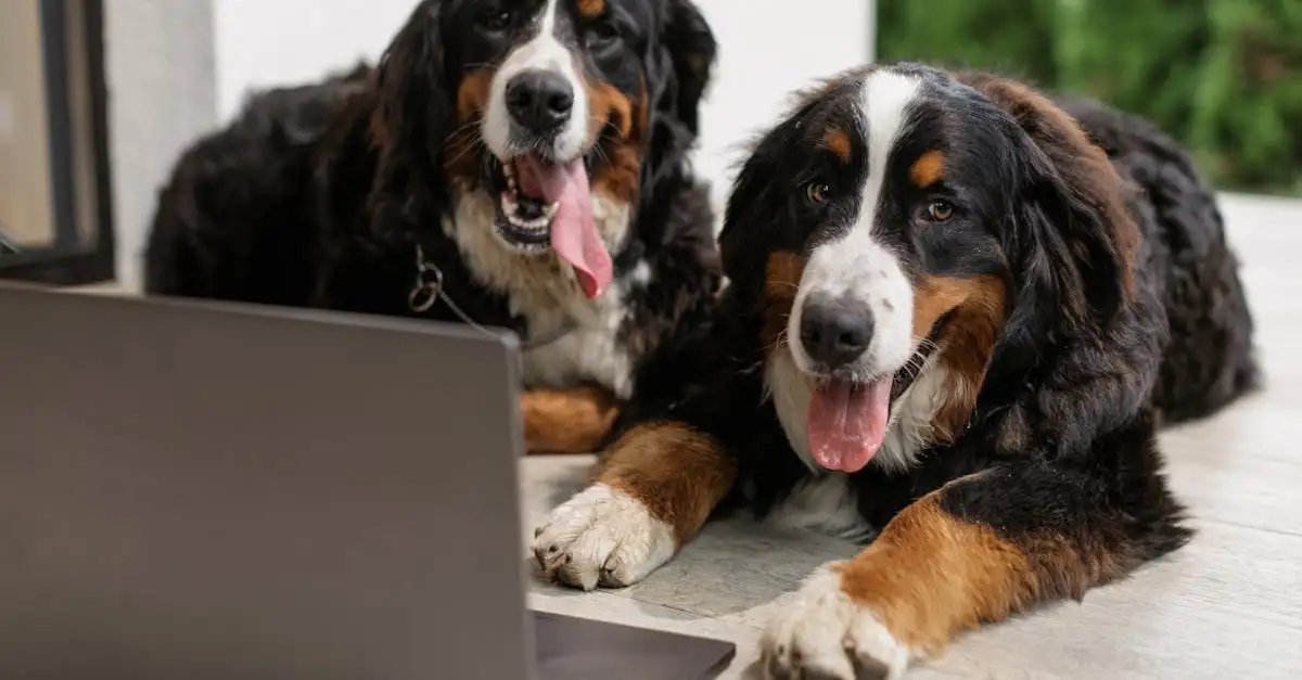 Perché i cani ringhiano per avvisarci?