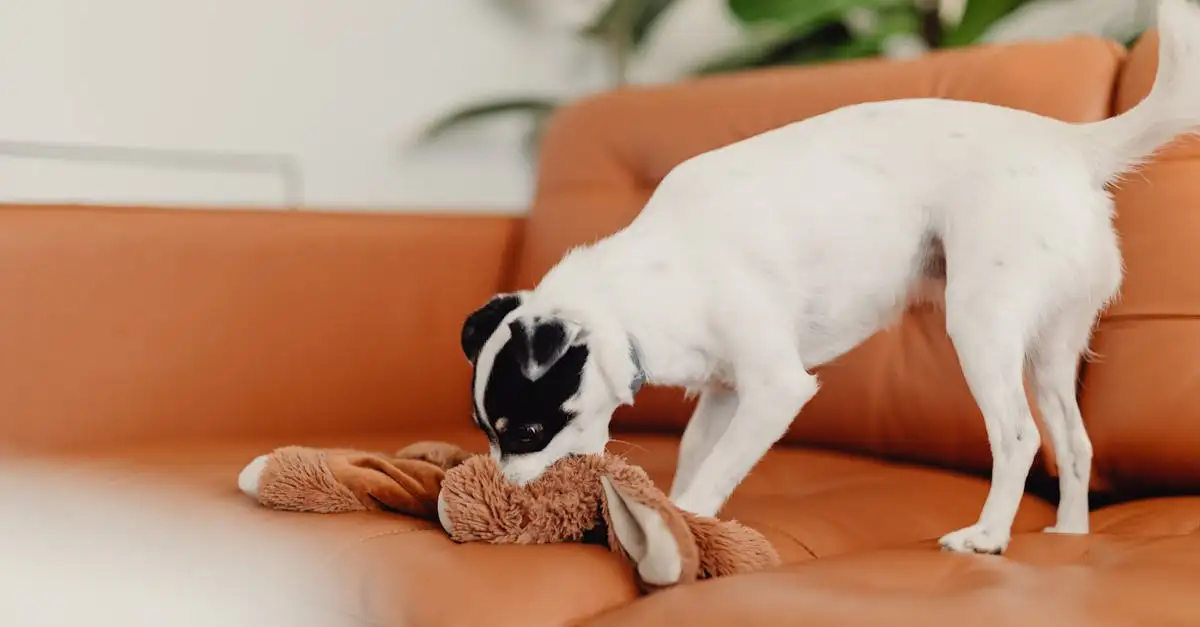 Perché i cani ringhiano per avvisarci?