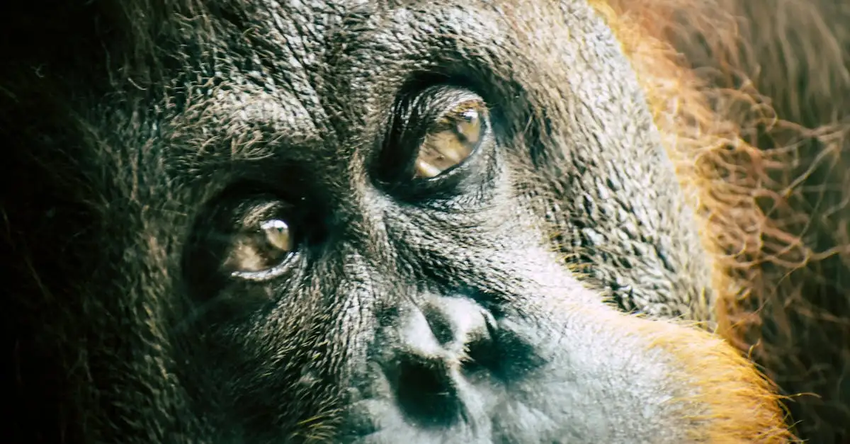 Perché il Borneo è celebre per la sua foresta pluviale?