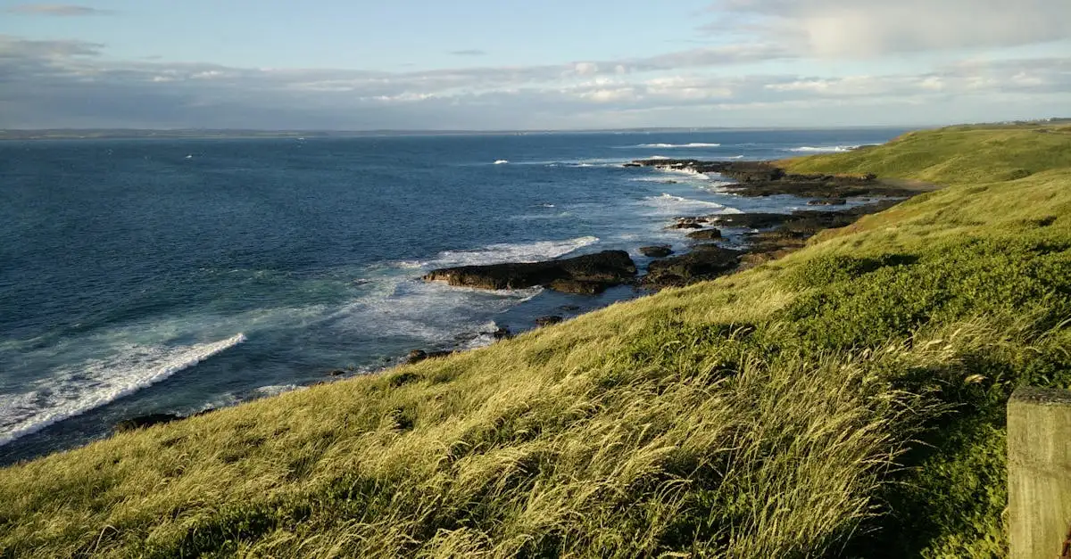 Perché la sfilata dei pinguini di Phillip Island attira tutti?